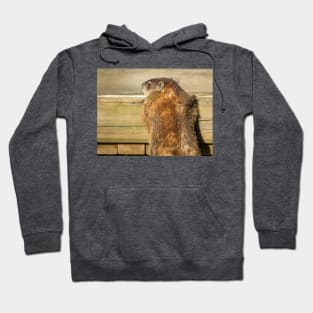 Curious Groundhog Photograph Hoodie